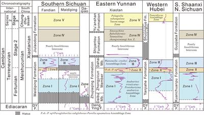 Biostratigraphy of the Small Shelly Fossils From the Upper Maidiping Formation (Terreneuvian) at the Fandian Section, Sichuan Province, South China